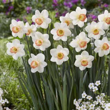 Narcissus Pink Charm - Pack of 10