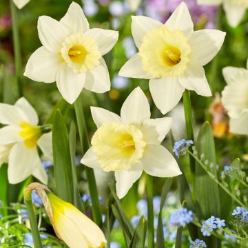 Daffodil Mount Hood - Pack of 5 Bulbs