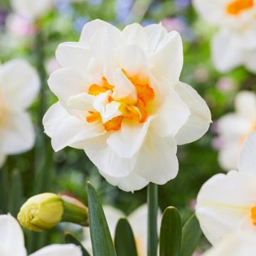Daffodil Flowerdrift - Pack of 5 Bulbs