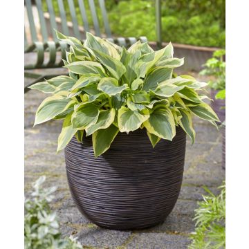 Hosta 'Silk Road'