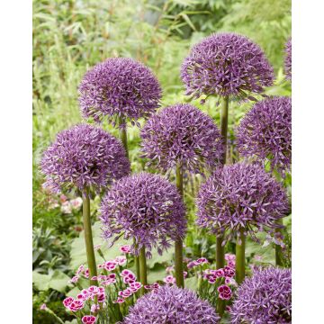 Allium Jackpot - Pack of TWO