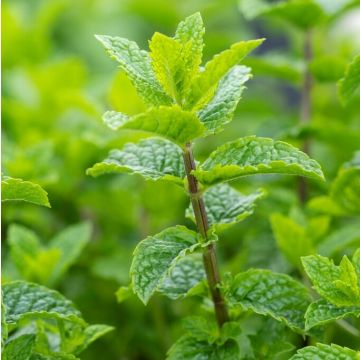 Herb - Mint spicata - Moroccan Mint