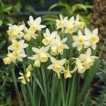 Narcissus Lemon Drops - Pack of 8 Bulbs