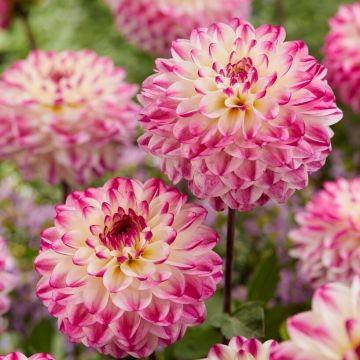 Dahlia Nina's Choice