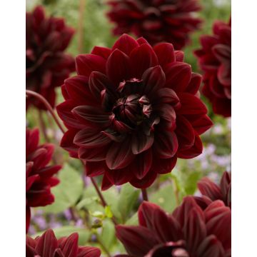 Dahlia Sam Hopkins - Pack of THREE