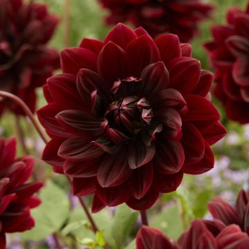 Dahlia Sam Hopkins