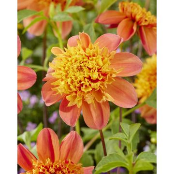 Dahlia Sword Dance - Pack of THREE