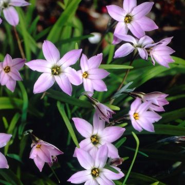 Ipheion Wisley Blue - Pack of 20 Bulbs