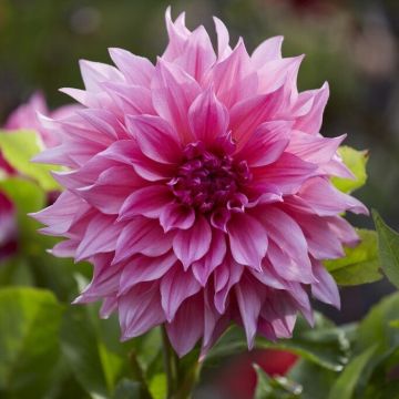 Dahlia Cafe au Lait Rose