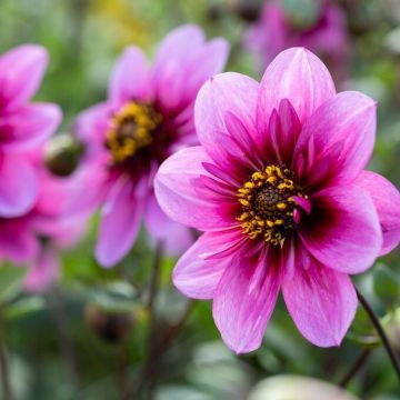 Dahlia Skyfall Collerette - Pack of THREE
