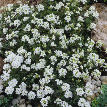 Pritzelago alpina 'Icecube'