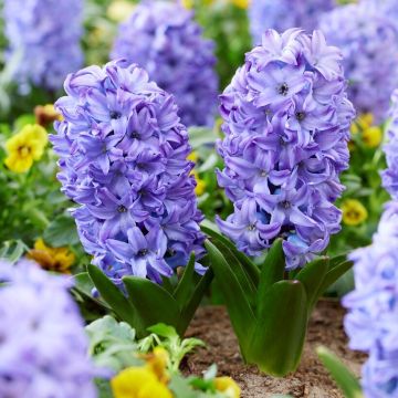 Hyacinth Aqua - Pack of 5