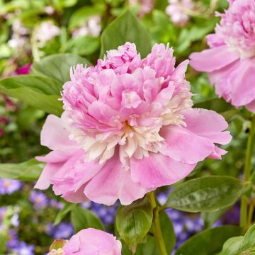 Paeonia Angel Cheeks - Peony Angel Cheeks