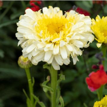 Leucanthemum Real Charmer