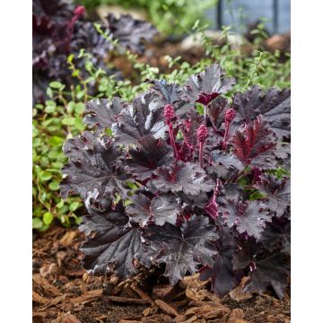 Heuchera 'Timeless Night'