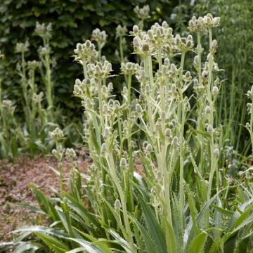 Eryngium Agavifolium - Eryingium agavifolium