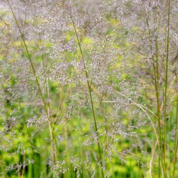 Deschampsia cespitosa Goldtau