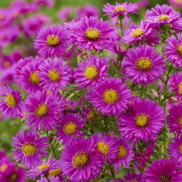 Aster novi-belgii 'Jenny' - Michaelmas Daisy