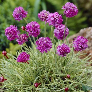 Armeria maritima 'Nifty Thrifty' Armeria maritima 'Nifty Thrifty'