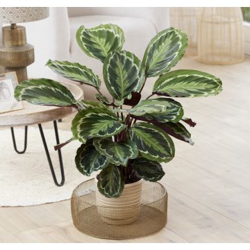 SPECIAL DEAL - Calathea Medallion