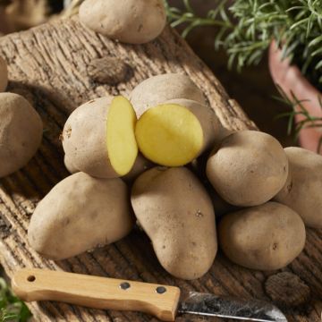 Charlotte - Salad Crop Seed Potatoes - Pack of 10 Charlotte - Salad Crop Seed Potatoes - Pack of 10