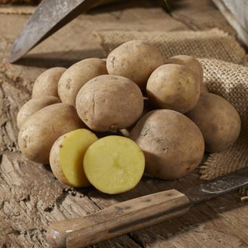 Swift - First Early Seed Potatoes - Pack of 10 Swift - First Early Seed Potatoes - Pack of 10