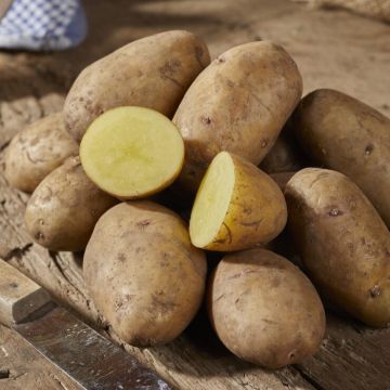 Nicola - Salad/Main Crop Seed Potatoes - Pack of 10 Nicola - Salad/Main Crop Seed Potatoes - Pack of 10