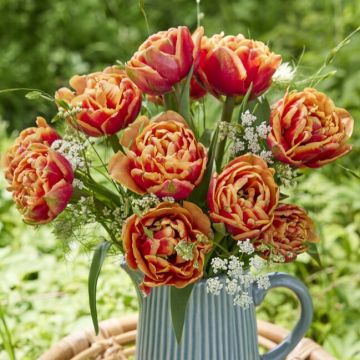 Tulipa Congo - Pack of 6