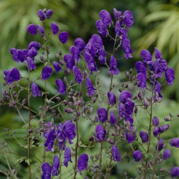 Aconitum Sparks Variety