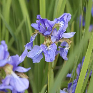 Iris Sibirica  