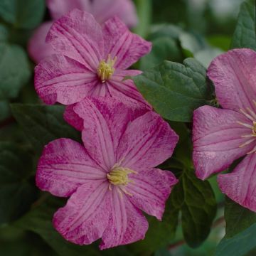 Clematis Comtesse de Bouchard - Summer Flowering Clematis