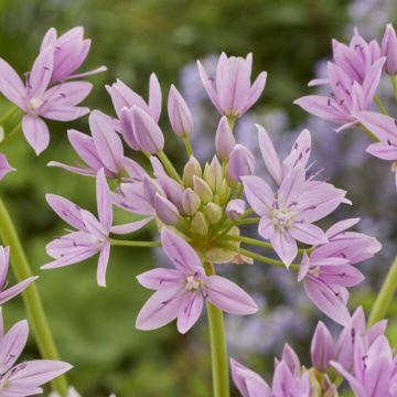 Allium Unifolium Eros - Pack of 15 
