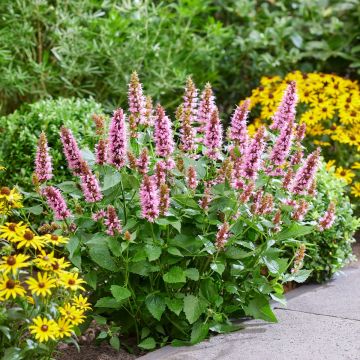 Agastache rugosa 'Beelicious Pink' - Mexican Giant Hyssop