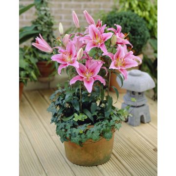 Lilium Acapulco - Pack of Two