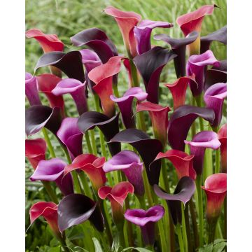 Beautiful Calla Lily in Bud - Lucky Dip Colour