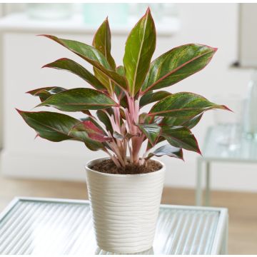 Aglaonema Light Star 