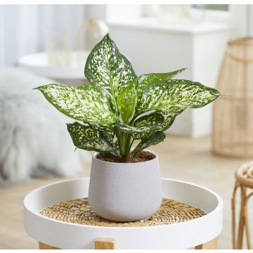 Aglaonema White Star 