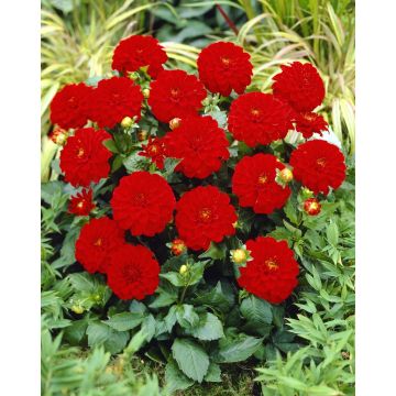 Dahlia Gallery Riviera - Pack of THREE
