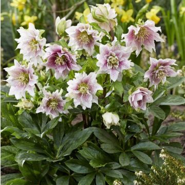 Helleborus Double Ellen Spotted Pink