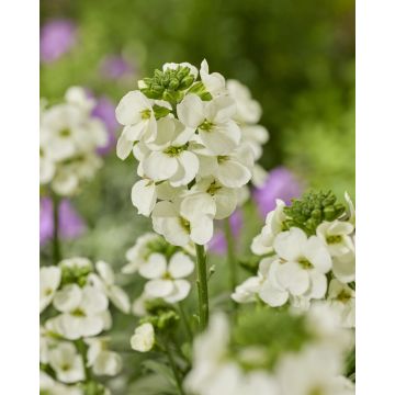  Erysimum Leya White - In Bud and Bloom