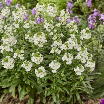  Erysimum Leya White - In Bud and Bloom