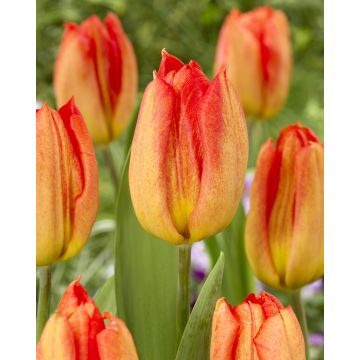 Tulip Melbourne - Pack of 6