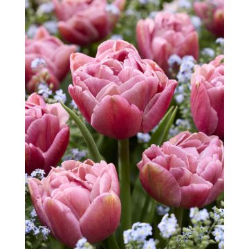 Tulip Beachberry - Pack of 6 Bulbs Tulip Beachberry - Pack of 6 Bulbs