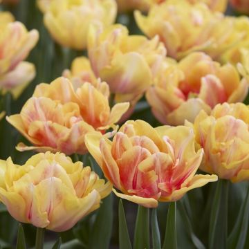 Tulipa Foxy Foxtrot - Pack of 6