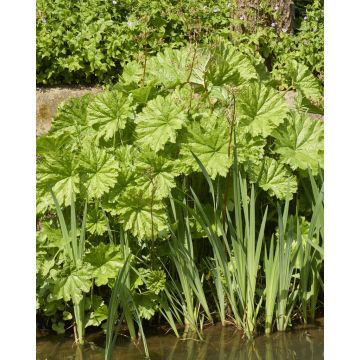 Darmera peltata - Umbrella Plant