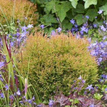 Thuja occidentalis 'Fire Chief' - White Cedar