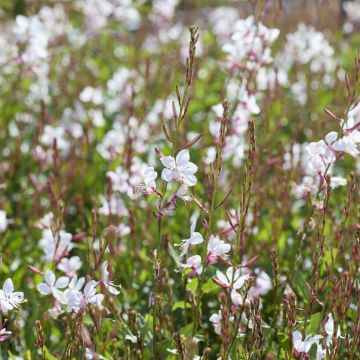 Gaura lindheimeri 'Gaudi White'