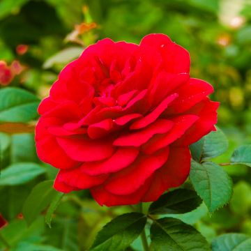 Rose 'Special Wishes' - Patio Shrub Rose