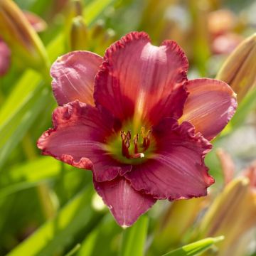 Hemerocallis 'Every Day Lily Red'