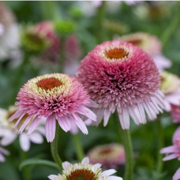 Echinacea Sombrero Double Pink